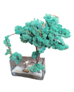 Aranjament licheni, cod ARL37