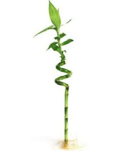 Bambus Norocos Spiralat - Dracaena Sanderiana