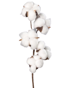 Flori de Bumbac - Bumbac tija