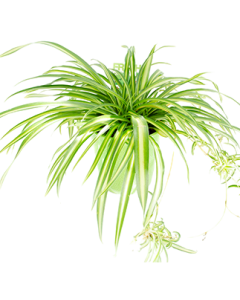 Planta Paianjen - Clorophytum Comosum