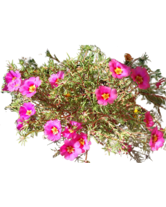 Flori de Piatra - Portulaca Grandiflora
