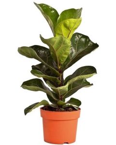 Ficus Lyrata Bambino - Smochinul Lira