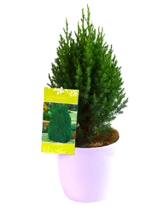 Ienupar Chinezesc - Juniperus Chinensis