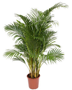 Palmier Areca - Chrysalidocarpus Lutescens