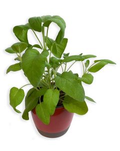 Salvie - Salvia Officinalis