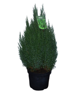 Ienupar Chinezesc Stricta - Juniperus Chinensis