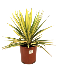 Yucca de gradina - Yucca Filamentosa